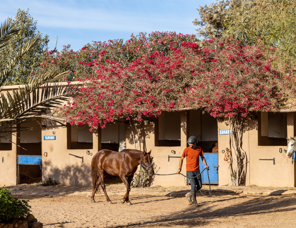 Séjour bien-être, multi-activités et connexion au cheval sur la côte marocaine