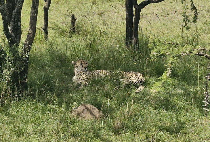 Avis de Poret - Voyage en Kenya