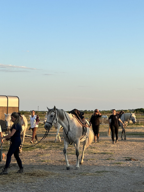 Avis de Delphine - Voyage en Camargue - Languedoc