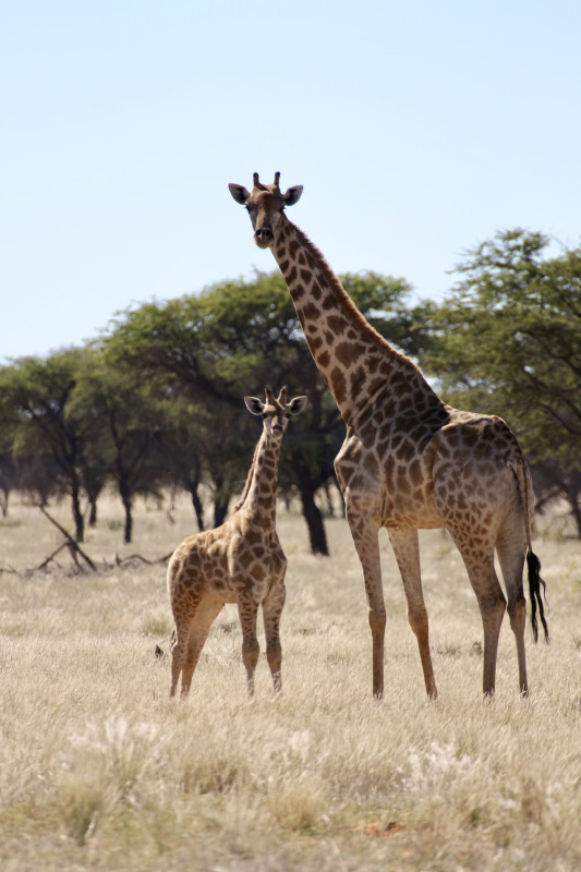 Avis de Caroline B. - Voyage en Namibie